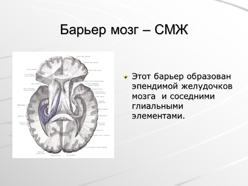 Барьер мозг – СМЖ Этот барьер образован эпендимой желудочков мозга  и соседними глиальными